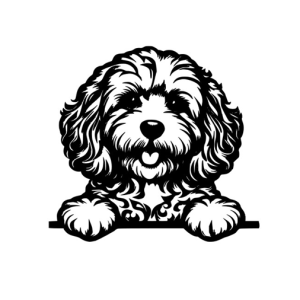 Cavoodle Cockapoo