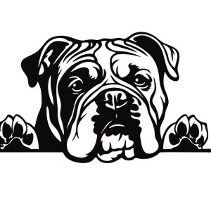 English Bulldog