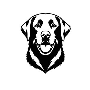 Labrador (Front)